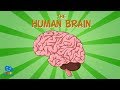 The Human Brain Educational Videos For Kids