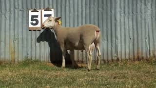 Download lagu Lot 57 - 250359 mp3