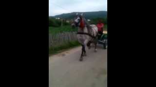 preview picture of video 'Calul lui Georgel Banu din Com. Hartiesti, Jud Arges'