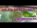 Obat Anti Algae Untuk Kolam Semen Ikan Hias