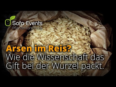 Arsen im Reis? Wie die Wissenschaft das Gift bei der Wurzel packt.