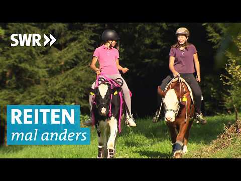 Laura bringt einer Kuh das Reiten bei