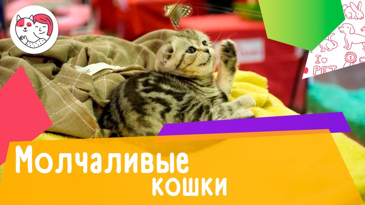 5 самых молчаливых пород кошек