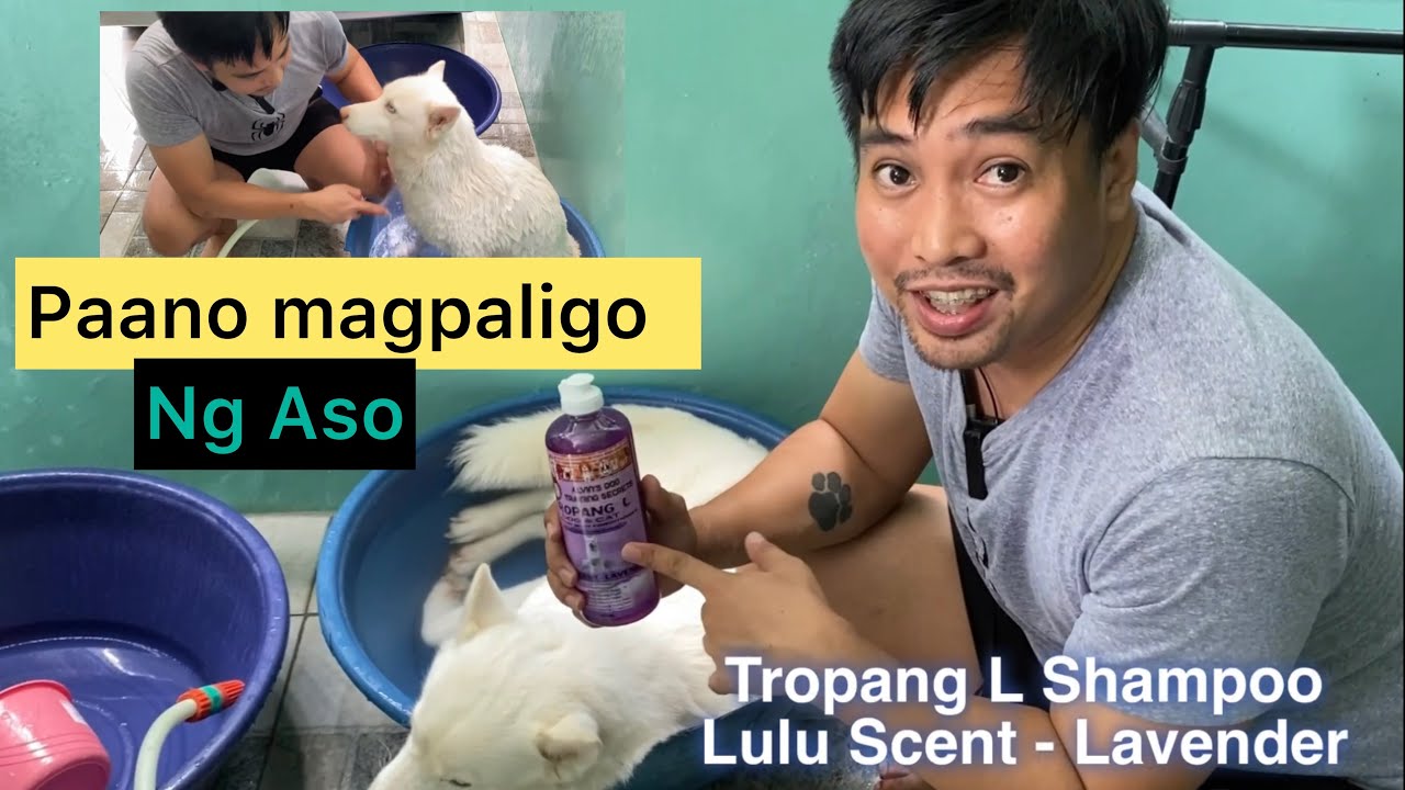 Putar video Paano magpaligo ng Aso sekarang Paano magpaligo ng Aso