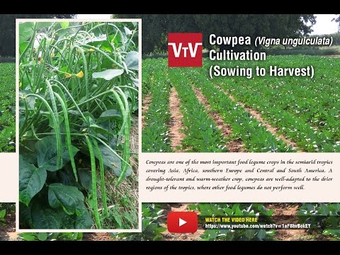 How to Cultivate Cowpea/Vigna Unguiculata