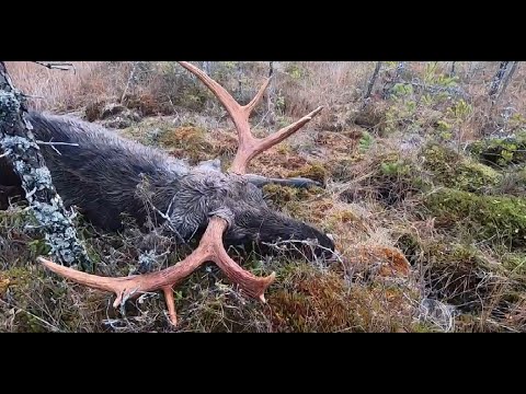 Älgjakt I Bastfallet - Moose Hunt 2019, Day 2-4