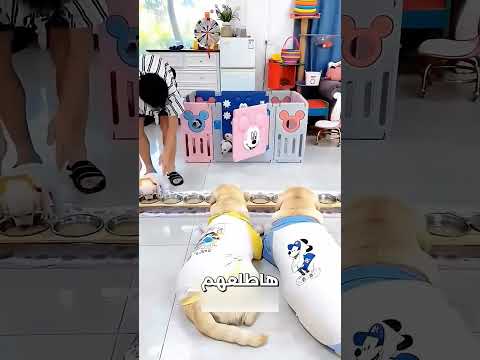 🐶 وفاء الأب! شاهد الكلب الذي رفض الطعام حتى يطمئن على صغاره في مشهد مؤثر | قصص روعة #شورت