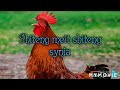 Shiteng Meit Shiteng Synia
