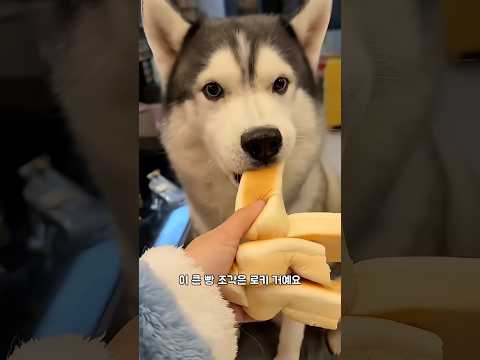 친구들에게 빵을 나눠 주기