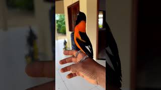 Download lagu Burung campo troupial #shorts mp3