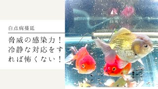 金魚の白点病感染!冷静に対処すれば怖くない!