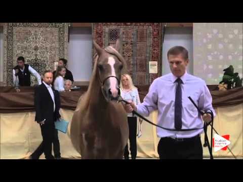 N 3 MADRE SIERRA   Prague Intercup 2015   Yearling Fillies Class 1A