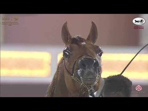 N 171 HAGRAS AL SHAQAB   Katara International Arabian Horse Festival   Stallions 4 6 Years Old Class