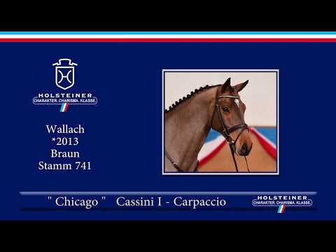 Holsteiner Frühjahrsauktion 2019 | Nr. 107 - Chicago v. Cassini I - Carpaccio