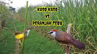 Download lagu SUARA PIKAT KASO KASO vs PERANJAK TEBU mp3 mp3 Download lagu SUARA PIKAT KASO KASO vs PERANJAK TEBU mp3 mp3