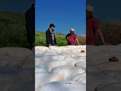 Menos Tempo no Pasto — Venda Garantida Antes dos 4 Meses?