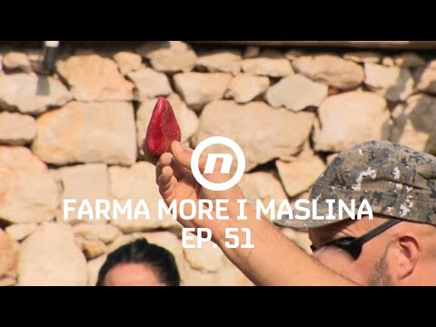 Sreća prati hrabre? - Epizoda 51 | Farma More i Maslina