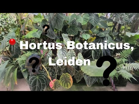 📍Hortus Botanicus Leiden Botanical Gardens Tour | 🌱 PlantsWithJules