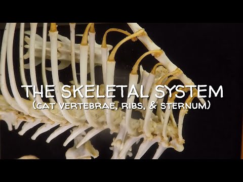 Skeletal System #05 (Cat Vertebrae, Ribs, and Sternum)