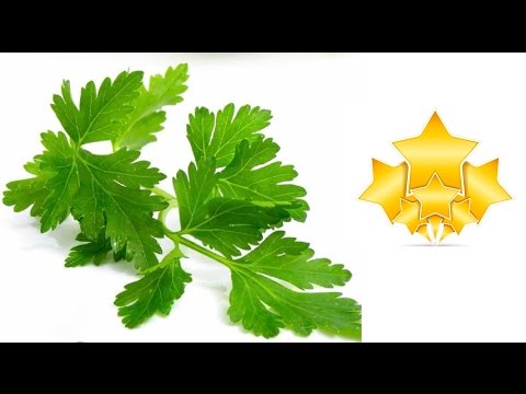 Patrunjelul - 10 beneficii | Ingrediente de 5 stele - Adygio Kitchen