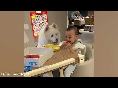 When Your Dog Becomes the Trusted Nanny