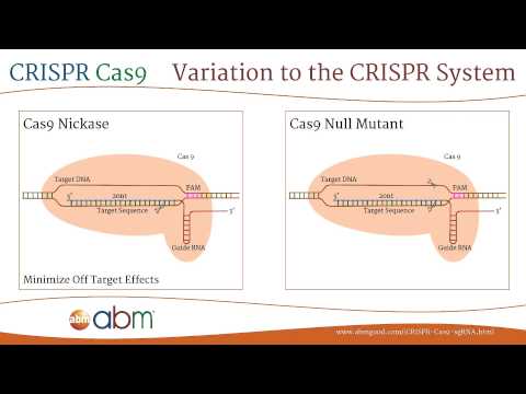 CRISPR Cas9 - A Brief Introduction Video