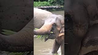 Elephant feeding at Singapore ZOO