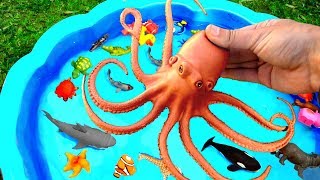Learn Colors With Wild Animals in Blue Water Tub Shark Toys For Kids