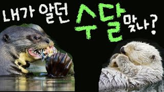'악어 vs 수달' 긴장감 흐르는 한판 승부