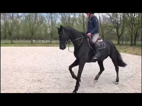 8 yo cormint x julio marinier mare sold