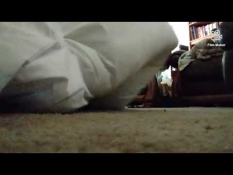 So I Bought a Rem Body Pillow . .