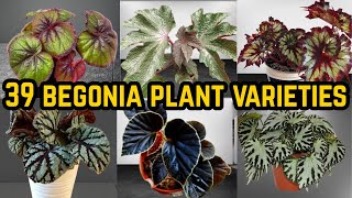 39 Rare Begonia Varieties with Pictures & Descriptions – Ultimate Collector's Guide