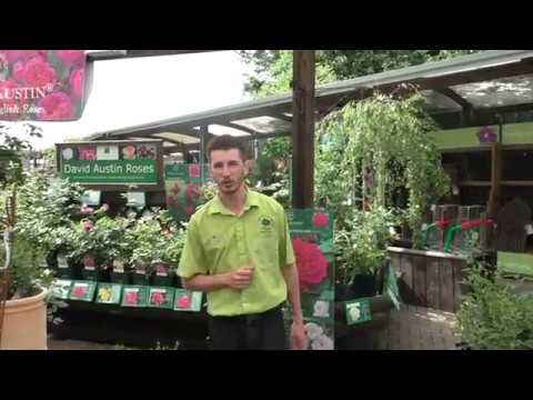 2018 Rose Festival @ The Old Railway Line