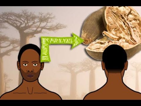 Baobab vom Affenbrotbaum Das passiert wenn du es isst