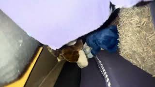 I got lost in my pillow fort!!!