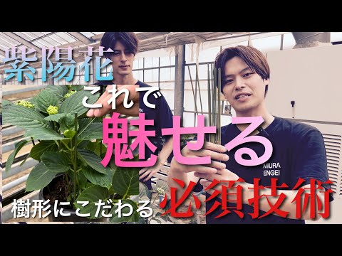 アジサイにピクルス汁で水をやる??期待される効果は何ですか?  庭園