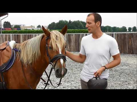 MUSTANG MAKEOVER 2018 Team Luuk (TAG 4357) - Update 8