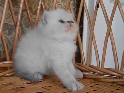 Bogdana every day succeeds.