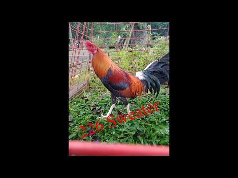 226 Possum Sweater Nene Abello line