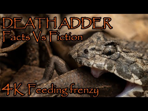 Death adder: Facts Vs Fiction