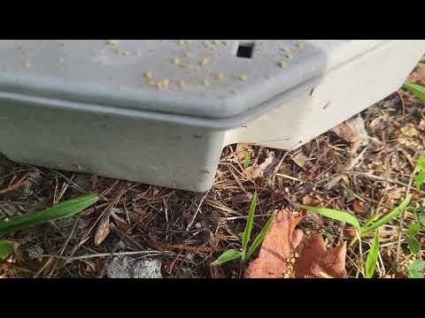 Ants Surround & Invade Rodent Bait Station...