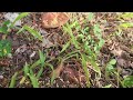 Ants Surround & Invade Rodent Bait Station in Skillman, NJ