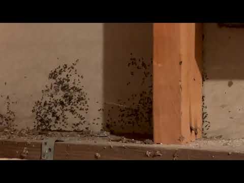 Basement is Taken Over by Ants in Lawrence...