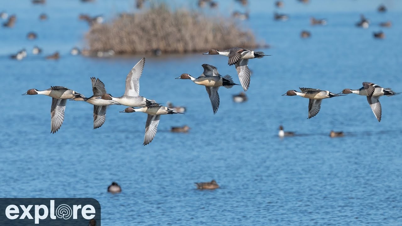 Live webcam view of Pacific Flyway Wetland Cam