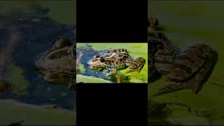 Download lagu suara katak#viral mp3