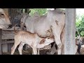 Cute Baby cow drinks fresh milk from her mother
