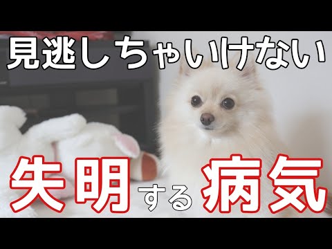 犬の目のケア - 病気の発見と予防