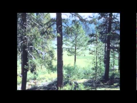 "David Whitfield" sings Cara Mia - 1954