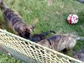 Bullmastiff puppies Ban Bull's Kennel 