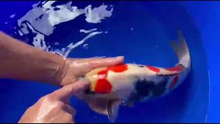 video van Kindai Showa SH-V25-04498